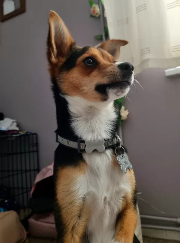 Majestic Sully